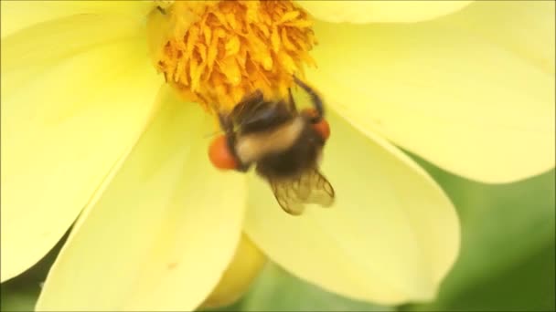 Közelkép Egy Európai Rovarról Bumble Bee Nagy Pollon Csomagokkal Lábakon — Stock videók