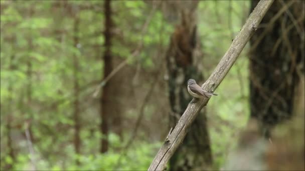 Een Kleine Zangvogel Roodborstvliegenvanger Ficedula Parva Neergestreken Een Oud Boreaal — Stockvideo
