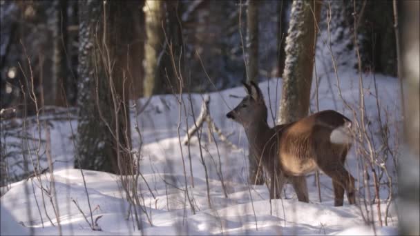 Европейское Млекопитающее Roe Deer Capreolus Capreolus Едят Некоторые Растения Зимнем — стоковое видео