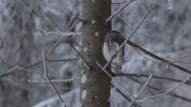 Avrasya pigme baykuşu, Glaucidium passerinum Estonya, Kuzey Avrupa 'da donuk ve kışlık bir boreal ormana bakıyor..