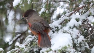 Kuzey Finlandiya, Kuusamo yakınlarındaki kar yağışı sırasında küçük taiga kuşu Sibirya kuşu, Perisoreus infaustus kışın kozalaklı ormanda.