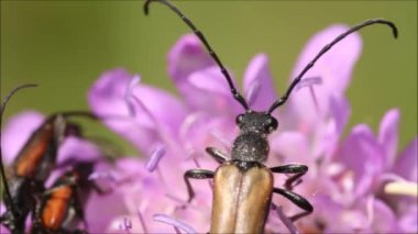 Küçük Avrupalı uzun boynuzlu böcek Estonya 'nın kırsal kesiminde güneşli bir yaz gününde son derece uzun antenlerini temizliyor..