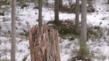 Small and cute European crested tit, Lophophanes cristatus landing on an old stump in old wintery boreal forest in Estonia.
