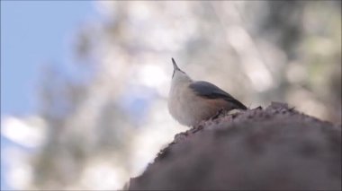 Avrupa 'da bir yaz akşamı, Traktördeki Çiftçinin Ot Yetiştiren Yeşil Çimen veya Hayvancılık Besleme' nin yükselen hava görüntüsü.