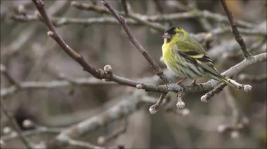 Şirin ve renkli Avrasyalı kız kardeş, Spinus bir elma dalına tünemiş ve ilkbaharda Estonya, Kuzey Avrupa 'da uçarak uzaklaşmıştır..