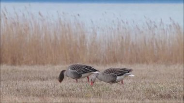 Avrupa 'daki Greylag kazları ve Kuzey Avrupa, Estonya' daki bahar göçü sırasında kıyı otlaklarından beslenen Anser anser.
