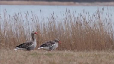 Avrupa 'daki Greylag kazları ve Kuzey Avrupa, Estonya' daki bahar göçü sırasında kıyı otlaklarından beslenen Anser anser.