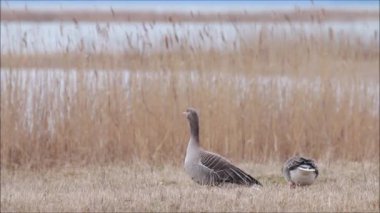 Avrupa 'daki Greylag kazları ve Kuzey Avrupa, Estonya' daki bahar göçü sırasında kıyı otlaklarından beslenen Anser anser.
