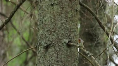 Kırmızı göğüslü küçük bir ötücü kuş, Ficedula parva Estonya 'nın vahşi doğasında, Kuzey Avrupa' da bir ormandaydı..