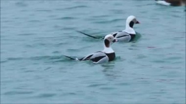 Güzel ve eşsiz erkek uzun kuyruklu ördekler, Kuzey Avrupa, Estonya 'da ilkbahar gösterimi sırasında mavi bir Baltık deniz suyunda yüzen Clangula hyemalis..
