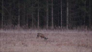 Erkek Avrupalı memeli Roe geyiği, Capreolus capreolus Estonya 'da ilkbaharın başlarında solmuş bir çayırda eski bir otu yiyor..
