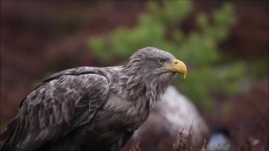 Yetişkin, görkemli bir yırtıcı kuş, beyaz kuyruklu kartal, Haliaeetus albicilla Estonya 'da çevreyi gözlüyor..