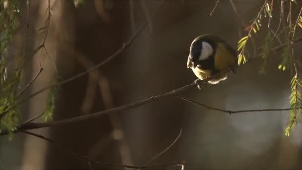 Small Common European Songbird Great Tit Parus Major Spreading Its — 图库视频影像