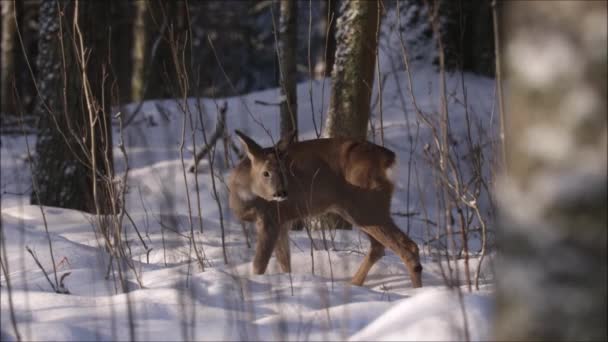 Jeleń Europejski Capreolus Capreolus Wąchający Niektóre Rośliny Zimowym Lesie Borealnym — Wideo stockowe