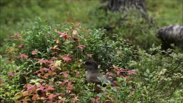 Curious Taiga Bird Siberian Jay Perisoreus Infaustus Searching Some Food — Stockvideo