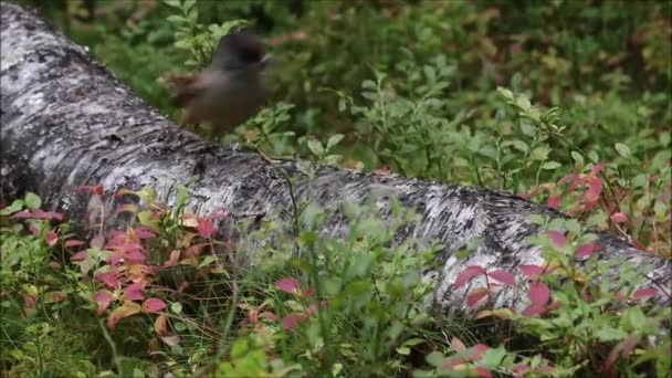 Malý Taigský Ptáček Sibiřský Jay Perisoreus Infaustus Skákající Padlý Kmen — Stock video