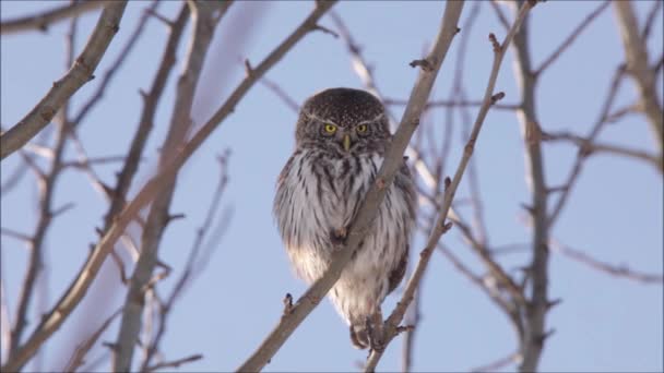 Küçük Bir Avrasya Pigme Baykuşu Glaucidium Passerinum Kuzey Avrupa Estonya — Stok video