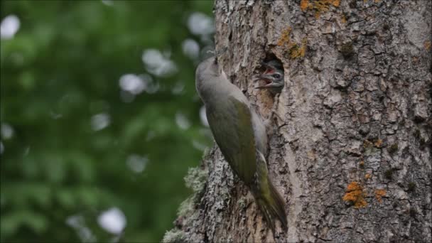 Pica Pau Cabeça Cinzenta Picus Canus Alimentar Pintos Famintos Floresta — Vídeo de Stock