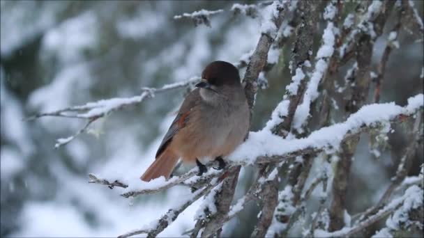 在芬兰北部库沙莫附近的一个大雪天 好奇的泰加鸟西伯利亚鸟 Perisoreus Infaustus坐在树枝上 — 图库视频影像