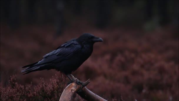 Pájaro Cantor Europeo Cuervo Común Corvus Corax Sentado Una Rama — Vídeo de stock