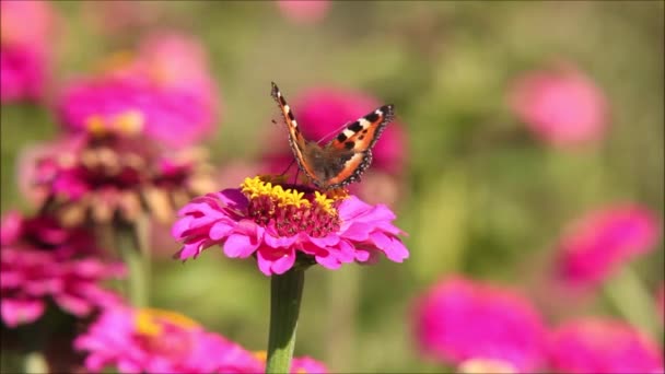 ヨーロッパの蝶エストニアの田舎の日当たりの良い庭で 鮮やかなピンクの花に小さな亀の貝殻 アガリス ウルティケアの蜜を食べる — ストック動画
