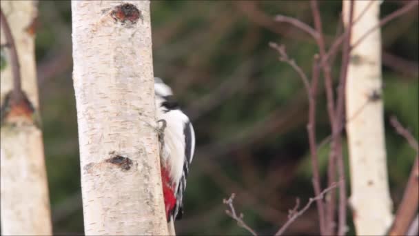 Uccello Europeo Picchio Rosso Maggiore Dendrocopos Major Osservando Attentamente Nella — Video Stock