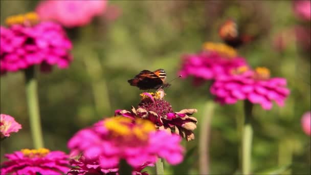 Európai Pillangó Kis Teknősbéka Aglais Urticae Táplálkozás Nektár Élénk Rózsaszín — Stock videók