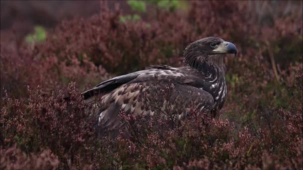 Joven Raptor Águila Cola Blanca Haliaeetus Albicilla Medio Del Brezo — Vídeos de Stock