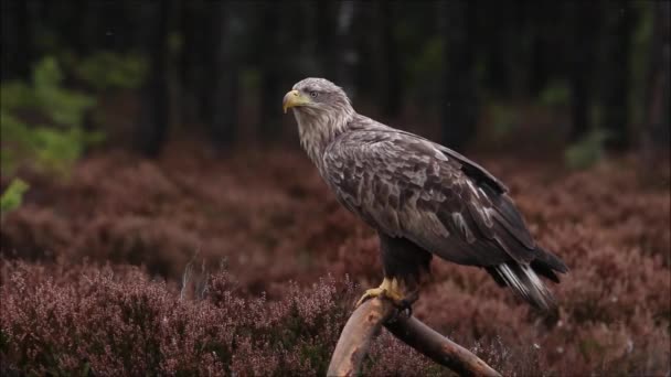 Raptor Grande Majestuoso Águila Cola Blanca Haliaeetus Albicilla Encaramado Una — Vídeo de stock