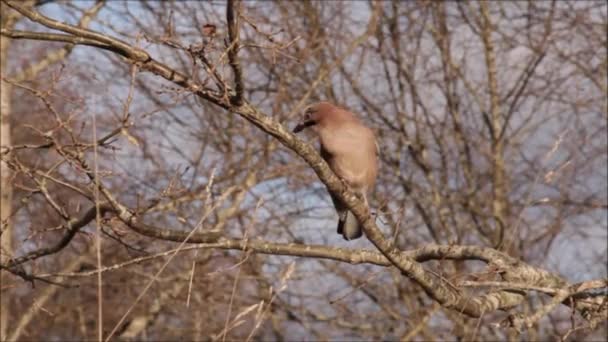 Europese Zangvogel Euraziatische Gaai Garrulus Glandarius Neergestreken Een Eikentak Wegspringend — Stockvideo