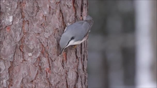Mały Europejski Śpiewający Ptak Eurazjatycki Nustrzecha Sitta Europaea Dziobanie Kora — Wideo stockowe