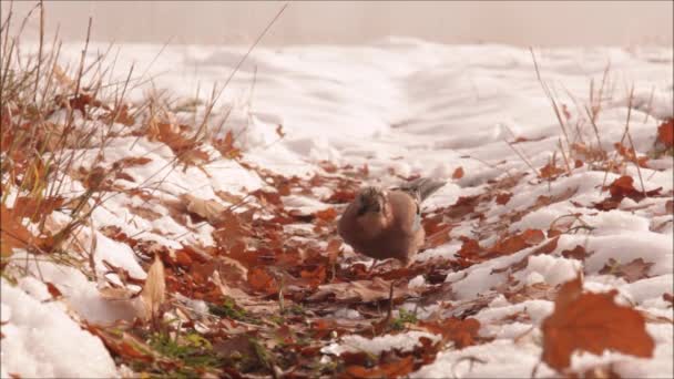 Två Europeiska Sångfåglar Eurasiska Kajen Garrulus Glandarius Hoppar Marken Och — Stockvideo
