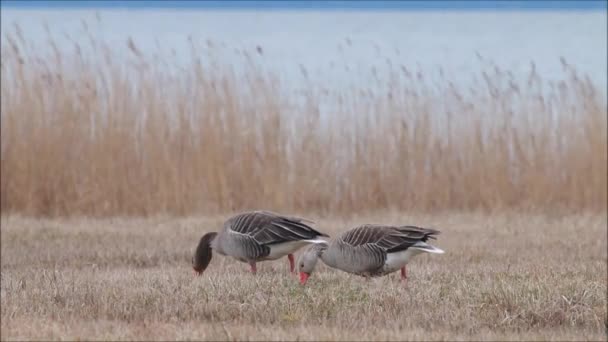 Европейские Птицы Greylag Geese Anser Anser Кормятся Прибрежном Лугу Время — стоковое видео
