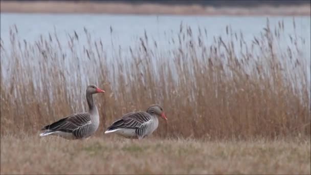 Европейские Птицы Greylag Geese Anser Anser Кормятся Прибрежном Лугу Время — стоковое видео