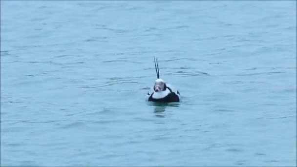 Beautiful Unique Long Tailed Duck Clangula Hyemalis Swimming Blue Baltic — Stockvideo