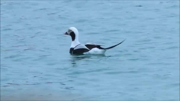 Beautiful Unique Long Tailed Duck Clangula Hyemalis Swimming Blue Baltic — Stockvideo