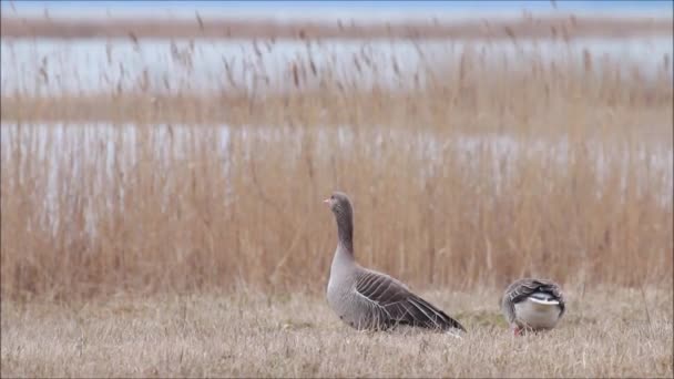 Aves Europeas Gansos Greylag Anser Anser Alimentándose Prado Costero Durante — Vídeo de stock