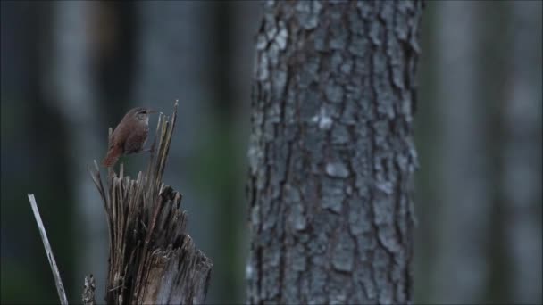 Mały Europejski Śpiewający Ptak Eurazjatycki Troglodyci Zaczyna Śpiewać Wiosną Borealnym — Wideo stockowe