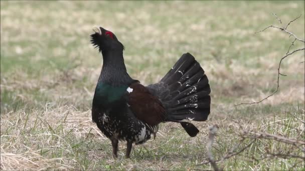 Тревога Западная Capercaillie Tetrao Urogallus Стоит Старой Траве Весной Эстония — стоковое видео