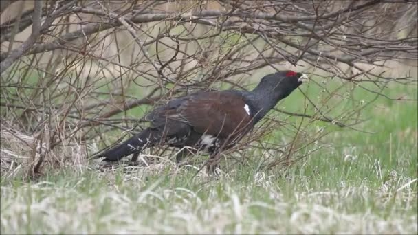 Pájaro Forestal Europeo Cpercaillie Occidental Tetrao Urogallus Comiendo Algunos Capullos — Vídeos de Stock