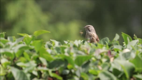 Европейская Песня Common Linnet Carduelis Fabina Сидящая Изгороди Оглядывающаяся Вокруг — стоковое видео