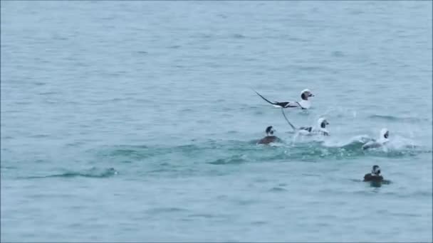 Уникальный Длиннохвостый Утенок Cula Hyemalis Купается Голубой Морской Воде Балтийского — стоковое видео