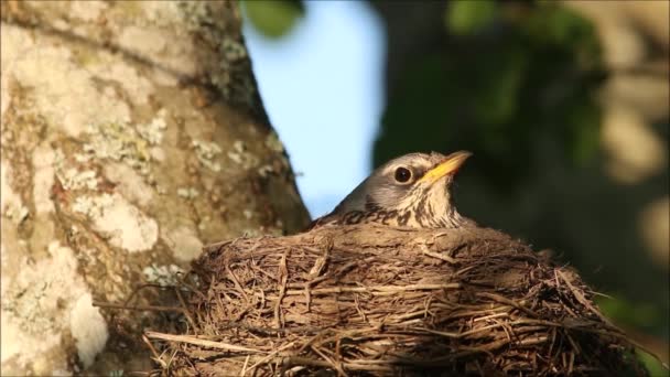 European Songbird Fieldfare Turdus Pilaris Siedzi Gnieździe Podczas Wiosennego Sezonu — Wideo stockowe