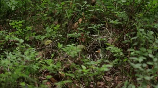 Evropský Zpěvák Lesní Bubeník Phylloscopus Sibilatrix Krmí Svá Mláďata Hnízdě — Stock video