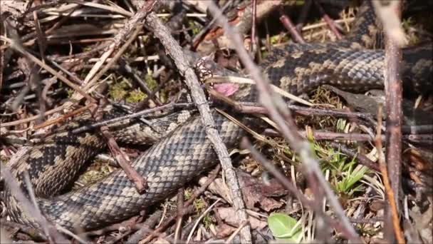 Common European Adder Also Known European Viper Vipera Berus Yawning — Stockvideo