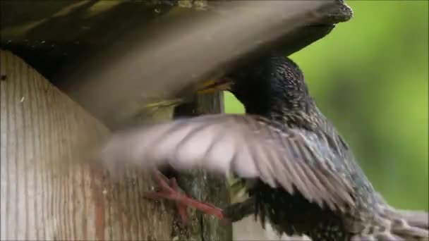 ヨーロッパの歌鳥一般的なスターリング Sturus Valgarisは エストニアの農村部の春の庭で木の巣作りの箱で空腹の雛に餌を与えます — ストック動画