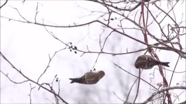 Küçük bir Avrupalı ötücü kuş, yaygın kırmızı anket, Carduelis flammea bir dalda asılı duruyor ve Estonya 'da karlı bir kış günü yemek yiyor.