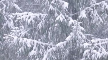 Estonya kozalaklı ağaç ormanlarında tipi sırasında şiddetli bir kar yağışı.