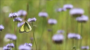 Avrupa kelebeği Estonya kırsalında bir akşam boyunca güneşli ve kuru bir çayırda açık mavi çiçeklerle besleniyor.