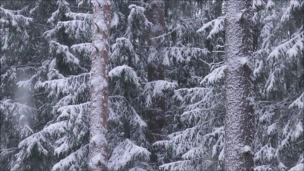 Silne Opady Śniegu Podczas Zamieci Estońskim Borealnym Lesie Iglastym — Wideo stockowe